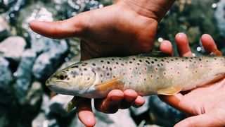 Massachusetts Breaks Into Top 10 U.S. Fishing States for 2026, Drawing Attention From Relocating Anglers (featured )