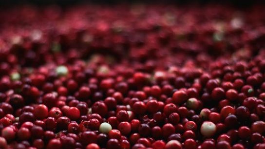 Massachusetts Cranberries: A Bay State Legacy Crop (Doing Business in Massachusetts )