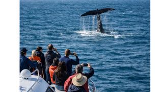 Whale Watching in Massachusetts: A Signature Coastal Experience for Newcomers (featured )