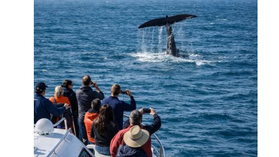 Whale Watching in Massachusetts: A Signature Coastal Experience for Newcomers