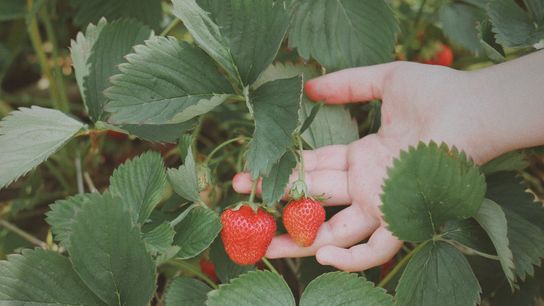 Strawberry Picking Season in Massachusetts: Why Early Summer Is One of the Best Times to Experience Life in the Bay State (featured )